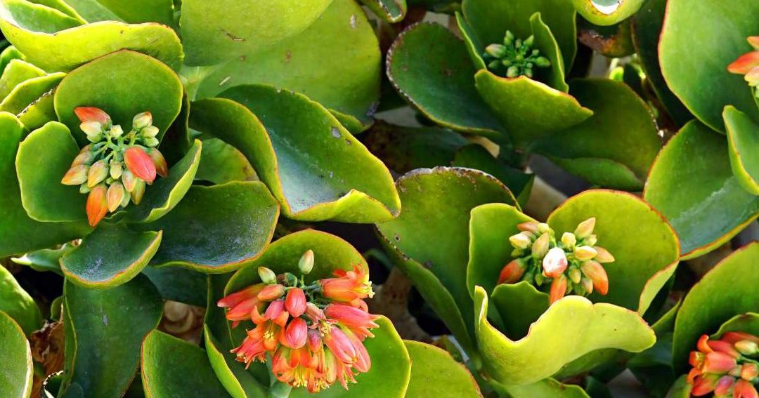 kalanchoe thyrsiflora reproduccion cuidados y flores