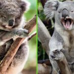 koala caracteristicas personalidad son realmente agresivos