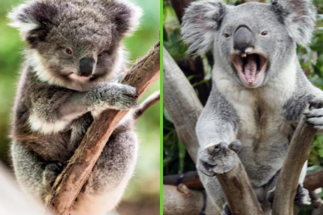 koala caracteristicas personalidad son realmente agresivos