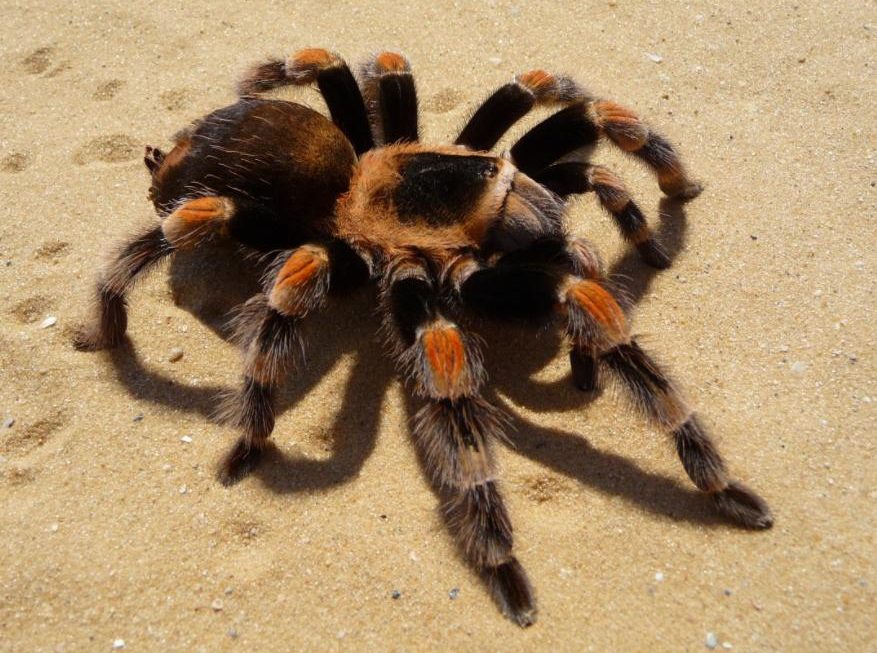 la arana es un insecto descubre su clasificacion como invertebrado