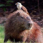 la asombrosaflora y fauna de venezuela un viaje por la biodiversidad