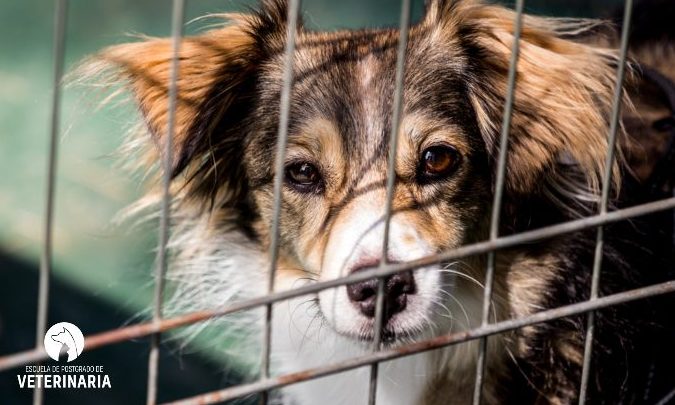 la explotacion animal un problema urgente que debemos abordar