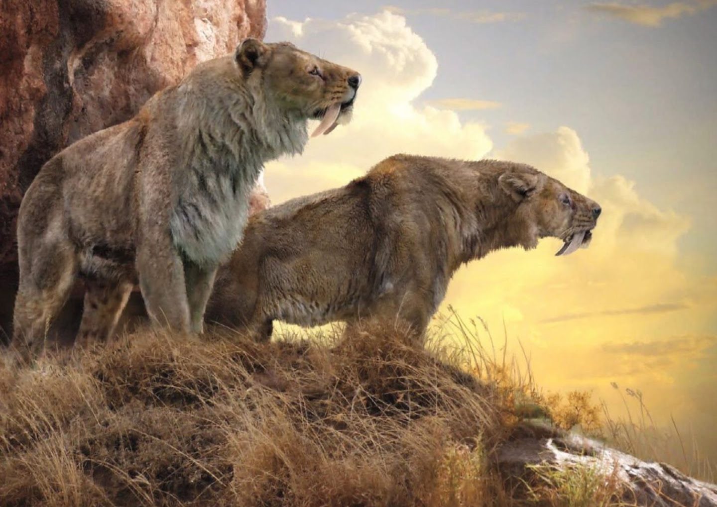 la extincion del leon dientes de sable un misterio del pasado