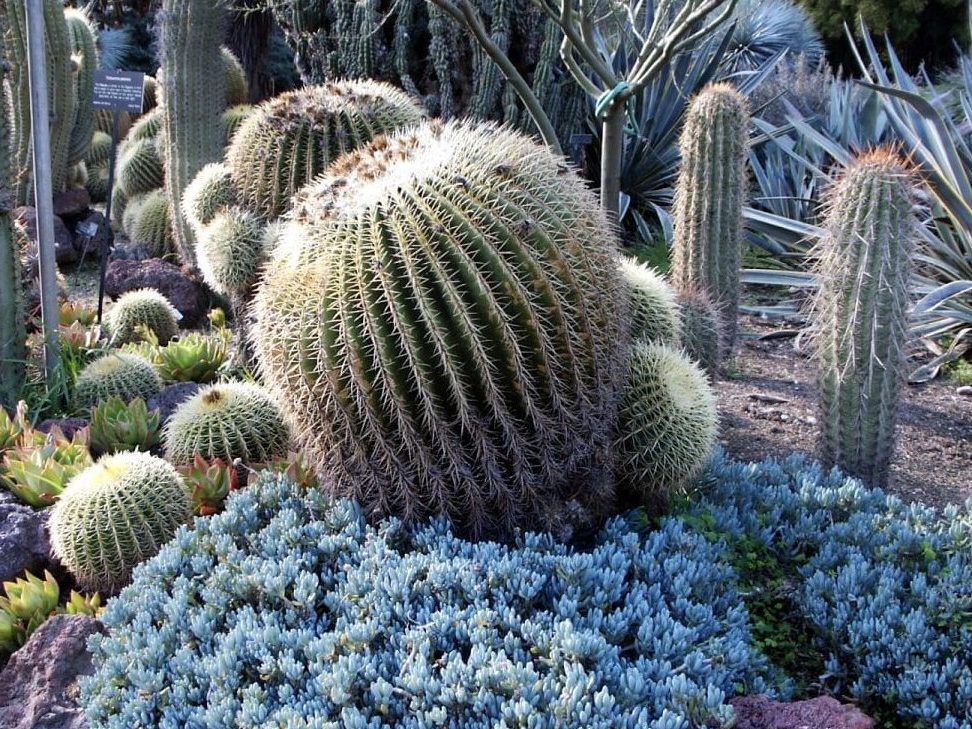 la fascinante adaptacion de las plantas xerofitas ejemplos e importancia de la xerofila plant en nuestra vida