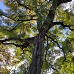 la fascinante clasificacion de plantas hoja caduca y perenne