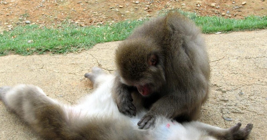 la fascinante conexion entre el instinto animal y la supervivencia
