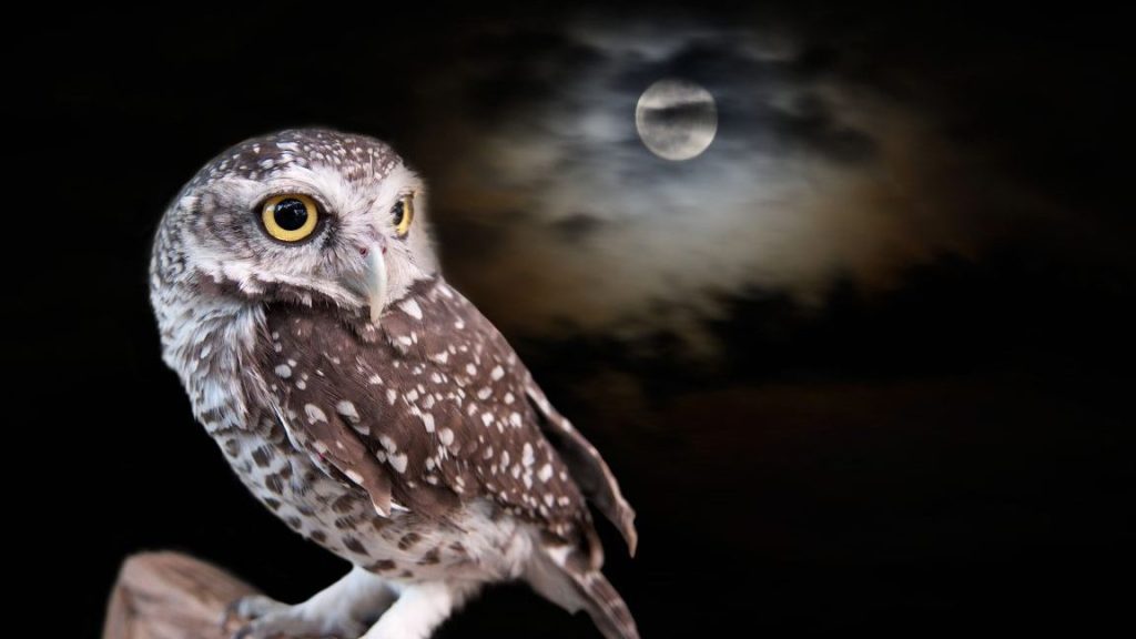 la fascinante diversidad de las aves nocturnas buhos y mas