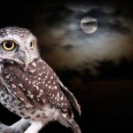 la fascinante diversidad de las aves nocturnas buhos y mas