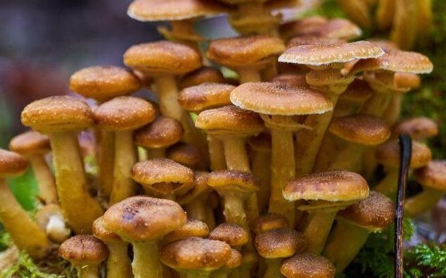 la fascinante diversidad de los basidiomicetos en el reino fungi