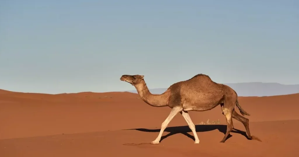 la fascinante fauna del desierto del sahara animales en su habitat