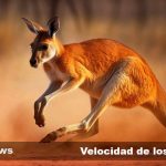 la fascinante vida de los mamiferos marsupiales en el mundo