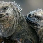 la fascinanteiguana marina gigante el unico lagarto marino del mundo