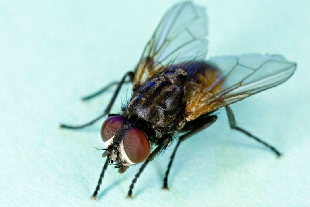 la funcion de las moscas en el ecosistema mas que una molestia