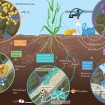 la importancia de lamicrobiologia ambientalen nuestros ecosistemas