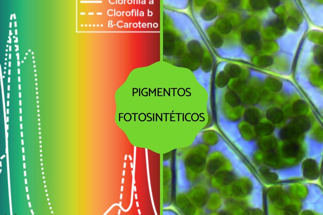 la importancia de los pigmentos fotosinteticos en la naturaleza