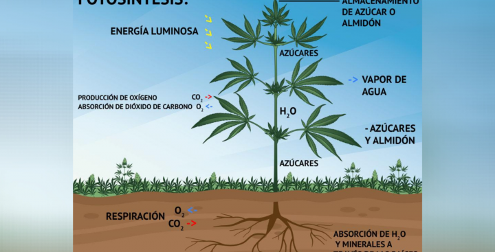 la importancia del ciclo calvin en la fotosintesis y la vida