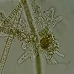 la importancia del citoesqueleto celula vegetal en la biologia celular