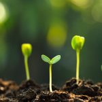 la importancia del suelo en el crecimiento de plantas de suelo