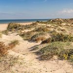 la importancia delecosistema litoralen biodiversidad