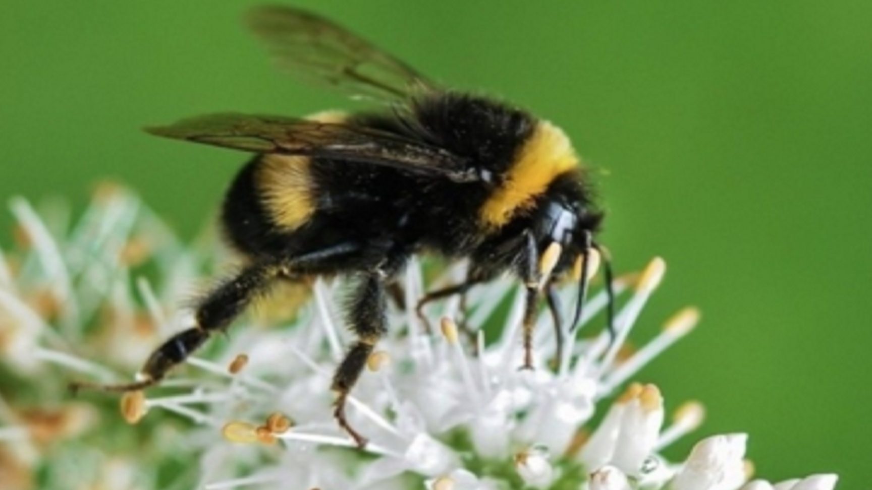 la importancia delinsecto polinizadoren el ecosistema
