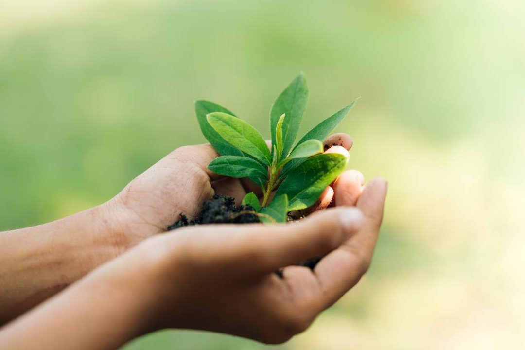 la importancia delverde ecologicoy laecologia verdeen nuestra vida