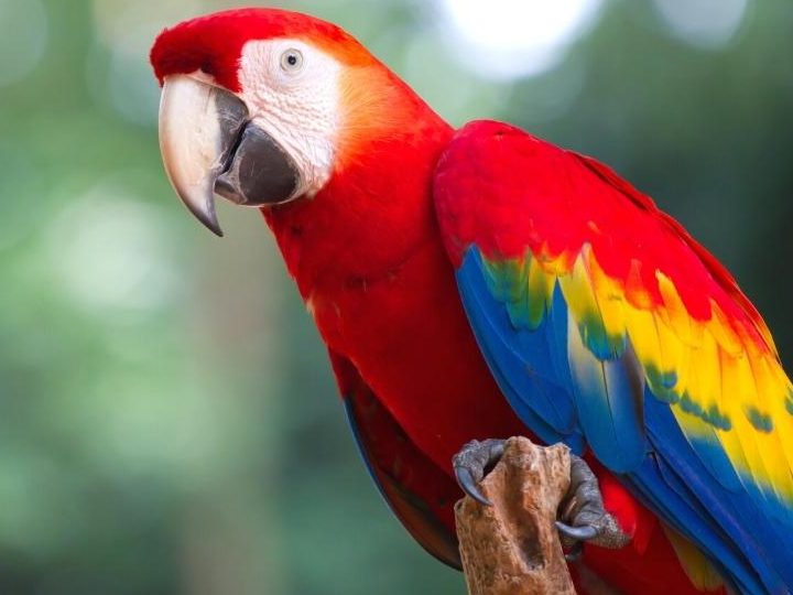 la increible biodiversidad delanimal peruy su conservacion