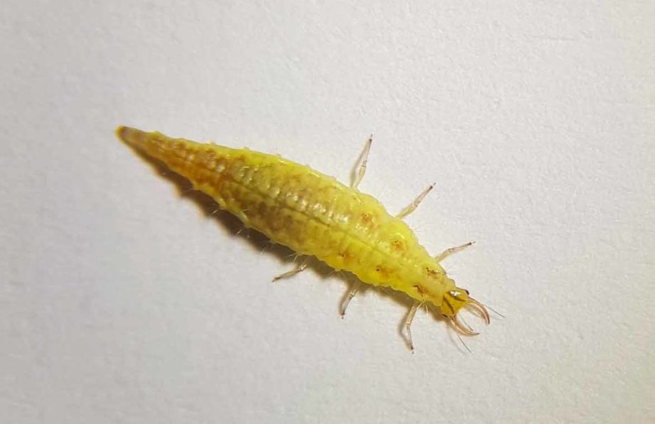 la increible diversidad de los animales de bolivia 50 60 caracteres 1