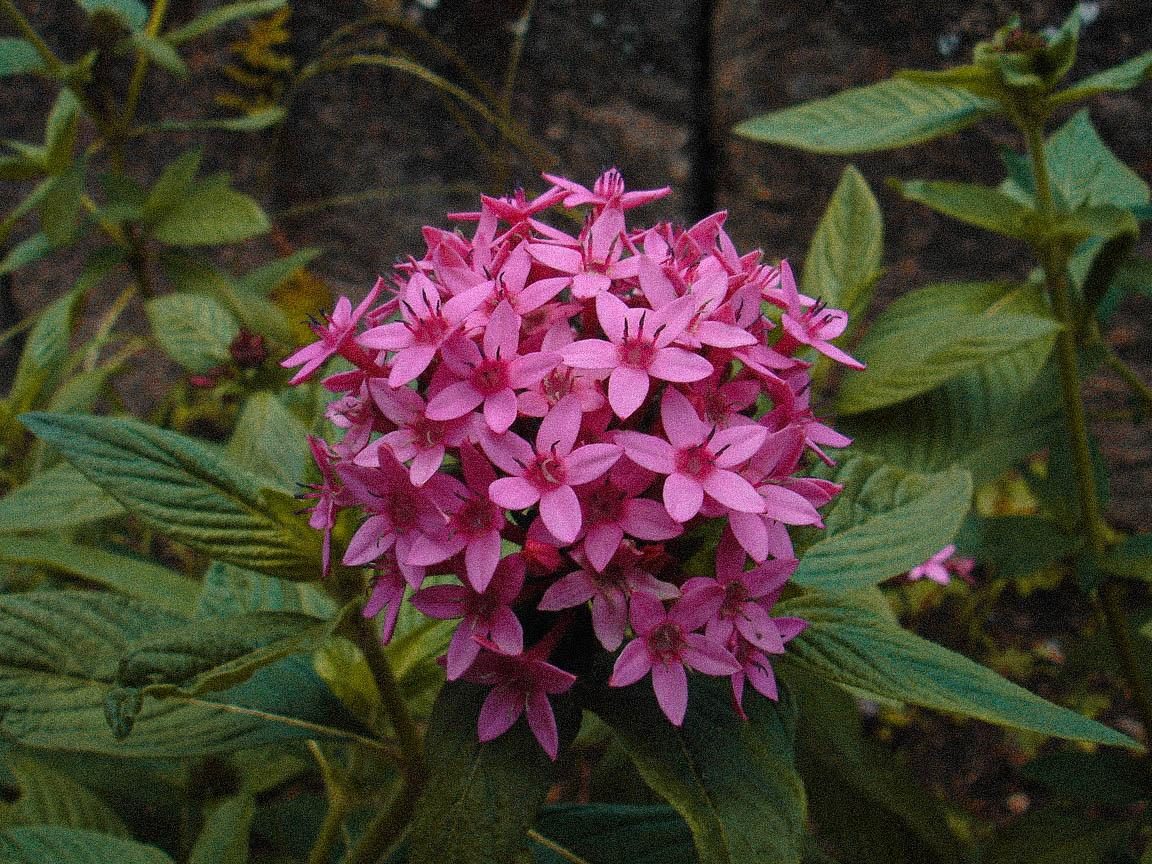 la maravillosa flor cresta de gallo morada cuidados y cultivo