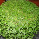 la maravillosa lagrima de bebe planta soleirolia y sus cuidados