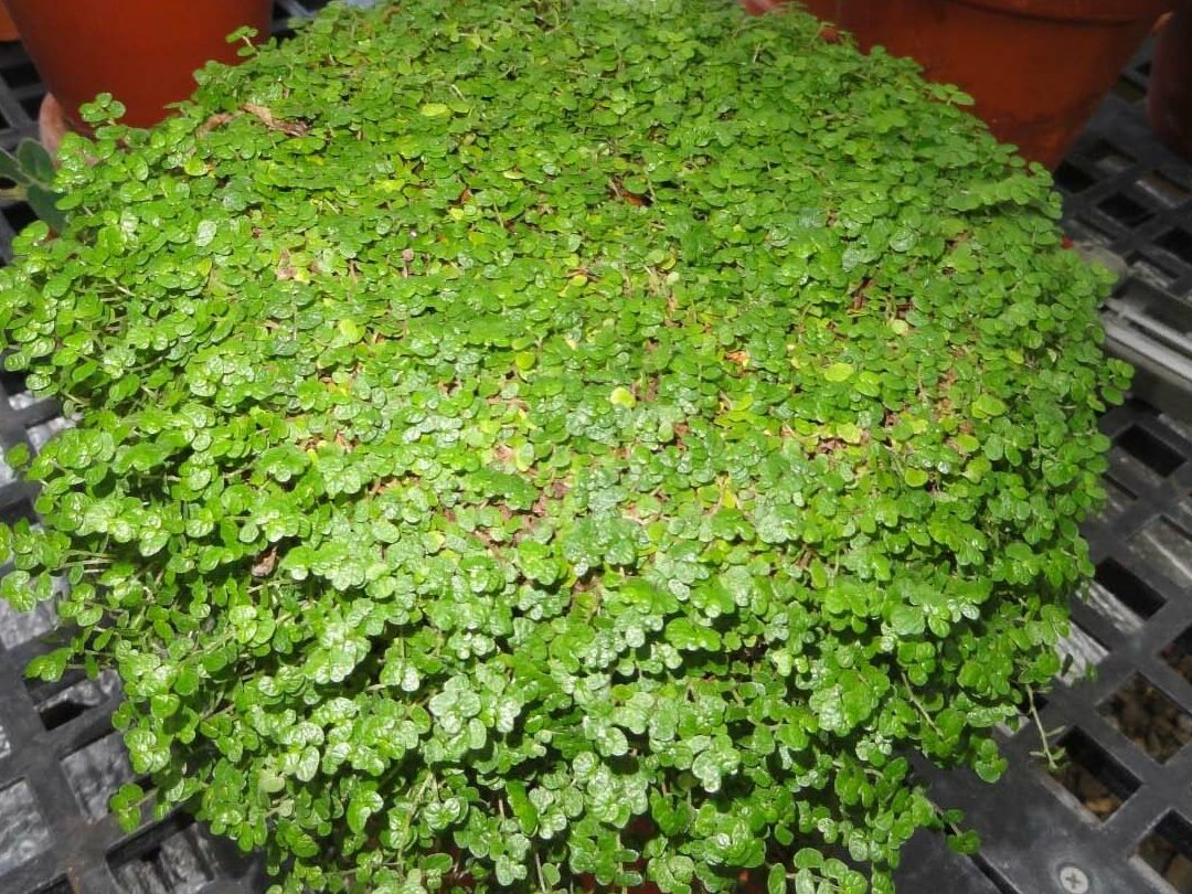 la maravillosa lagrima de bebe planta soleirolia y sus cuidados