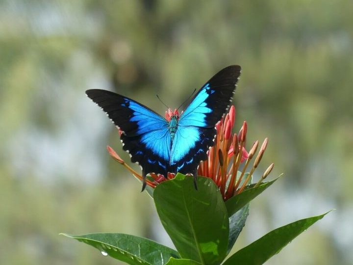 la mariposa buho sorprendente belleza y estrategia en la naturaleza