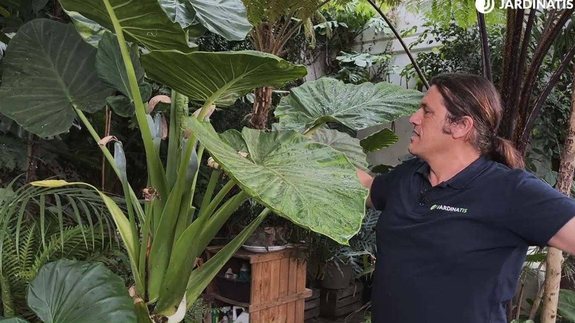 la marquesa planta venenosa cuidados y caracteristicas de la flor