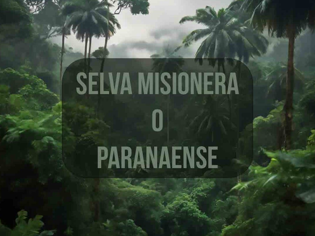 la rica biodiversidad de la selva argentina y su selva misionera