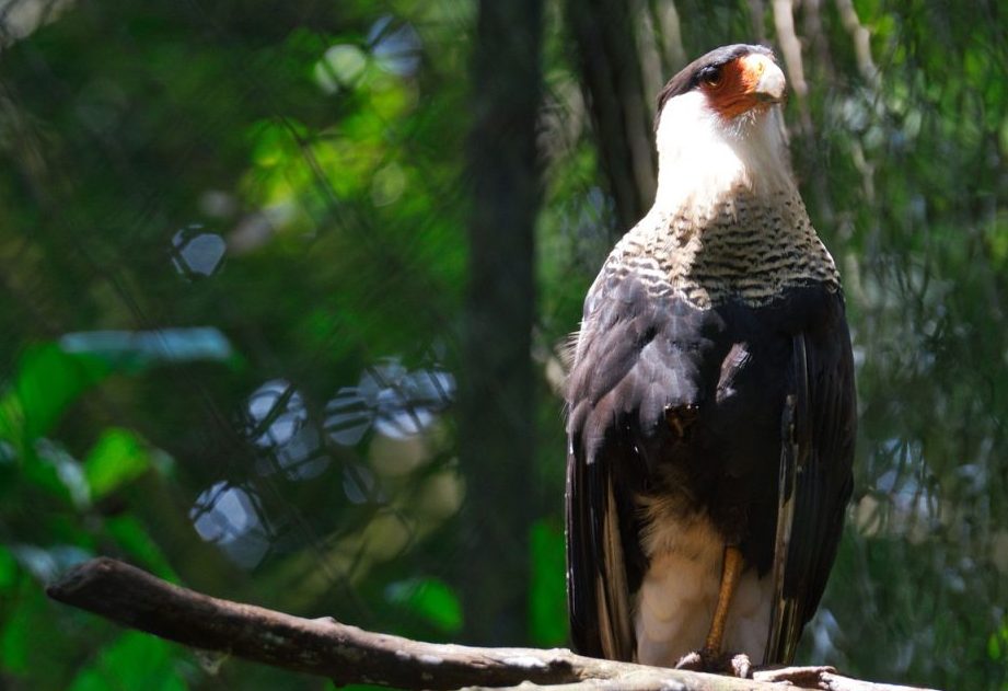 la riqueza de los ticos animal animales tipicos de costa rica