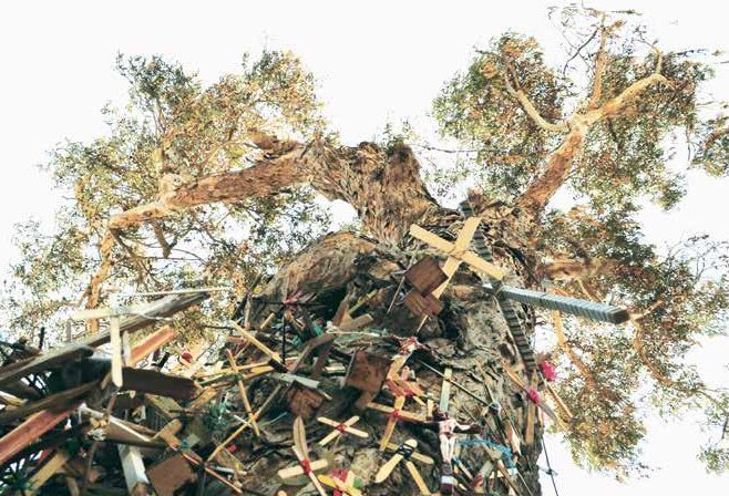 la savia explorando la savia elaborada para ninos y el arbol