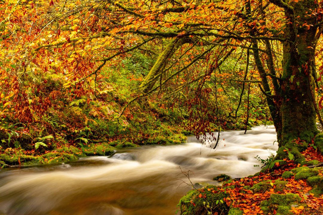 la sorprendente diversidad de la flora de espana un tesoro natural