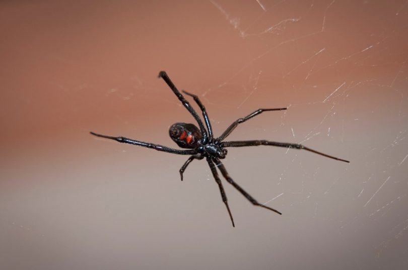 las aranas mortales conoce las aranas mas peligrosas del mundo