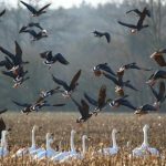 las aves migratorias 10 nombres de aves migratorias y mas