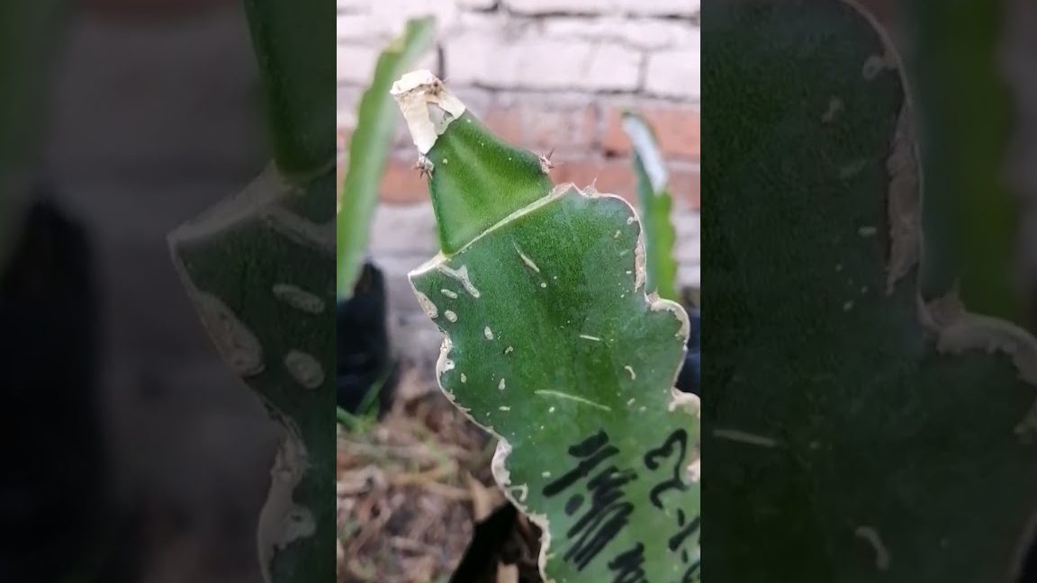 las maravillosas traqueofitas diversidad y adaptacion en la naturaleza