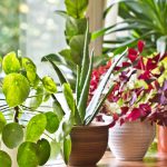 las mejores plantas con flores pequenas de colores para tu hogar scaled