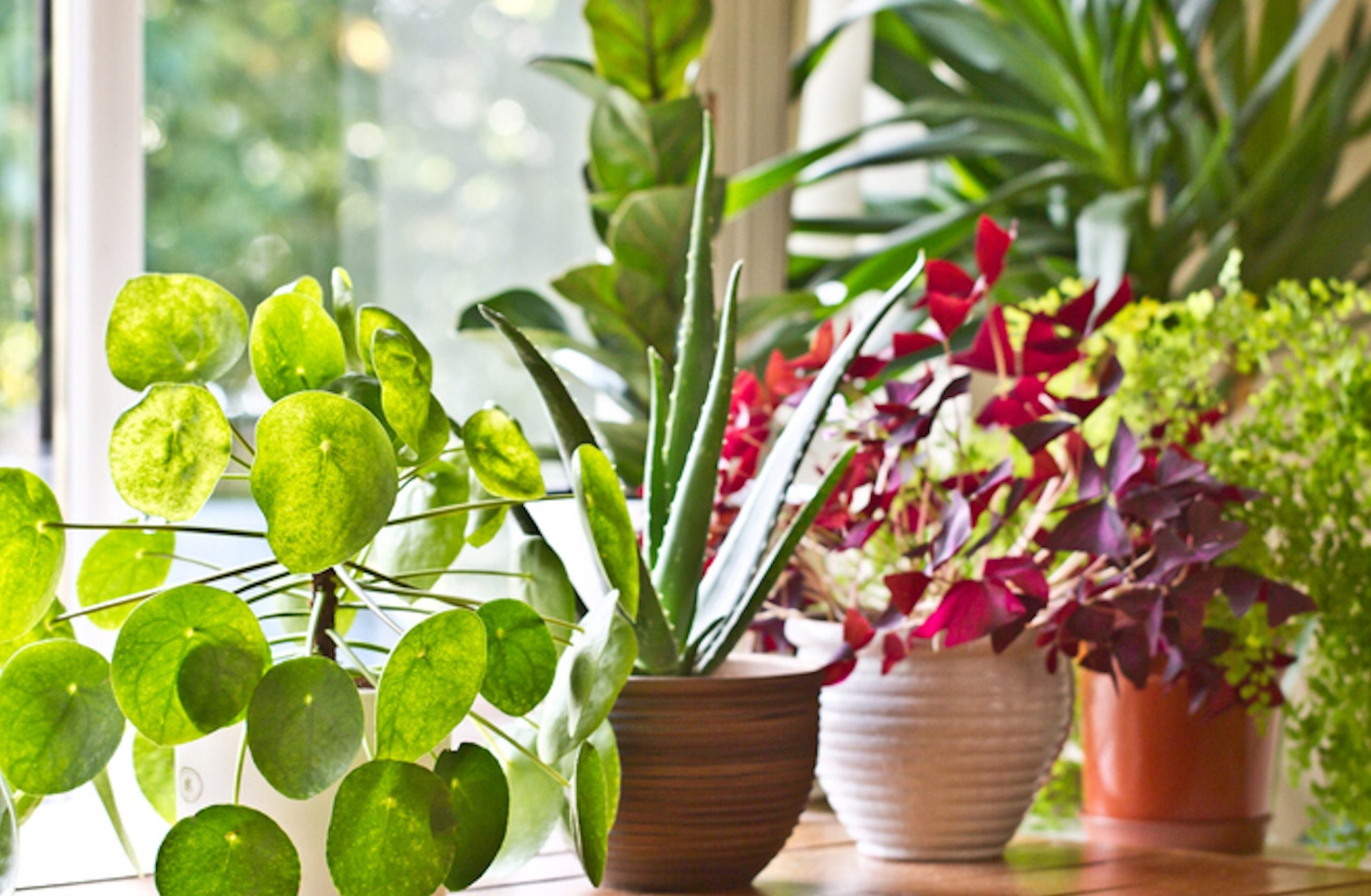 las mejores plantas con flores pequenas de colores para tu hogar scaled