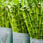 las mejores plantas de suerte y la guia de la planta de la suerte china