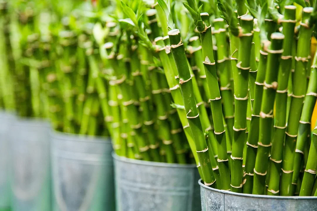 las mejores plantas de suerte y la guia de la planta de la suerte china