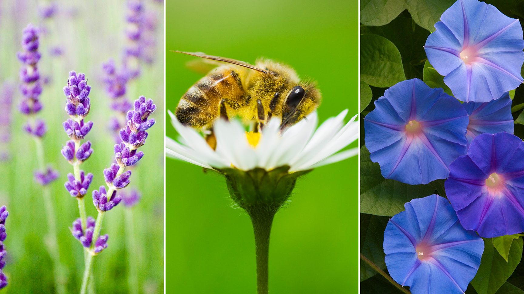 las mejores plantas para atraer abejas y ayudar a su conservacion