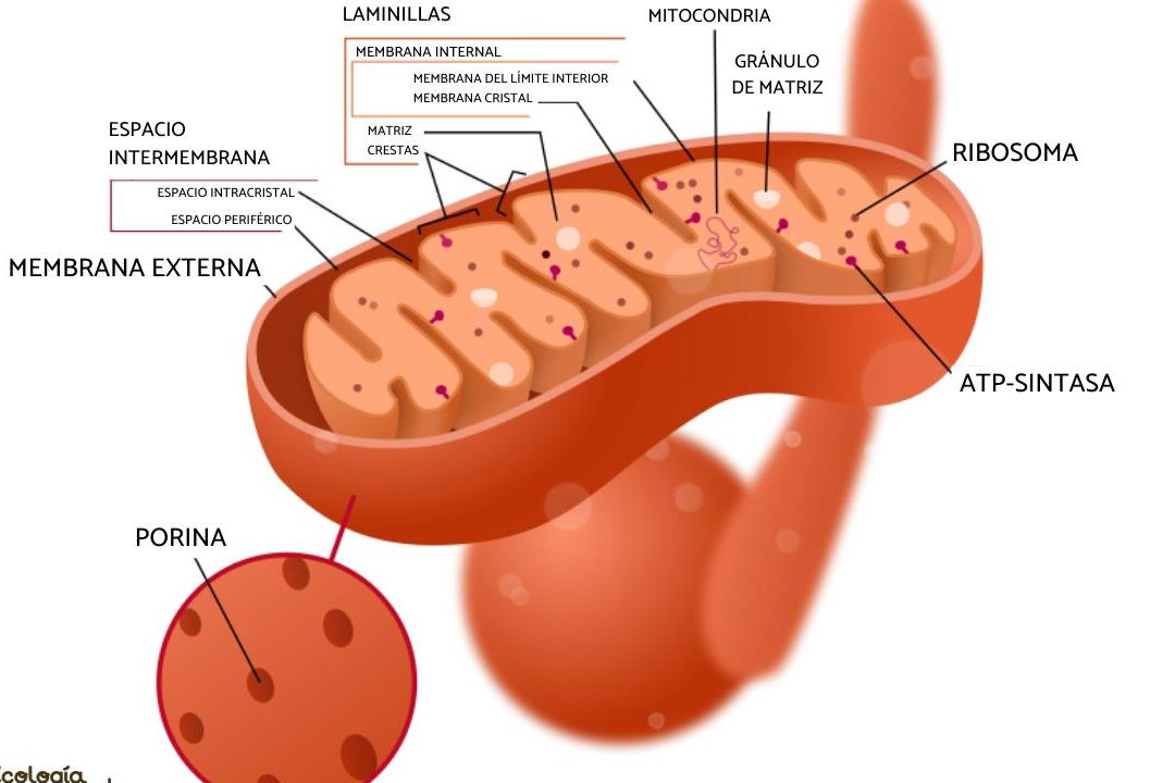 las partes de la mitocondria estructura y funcion en la celula animal