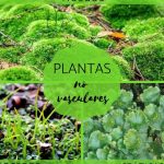 las plantas sin raiz plantas sin vasos conductores un vistazo a las plantas no vasculares