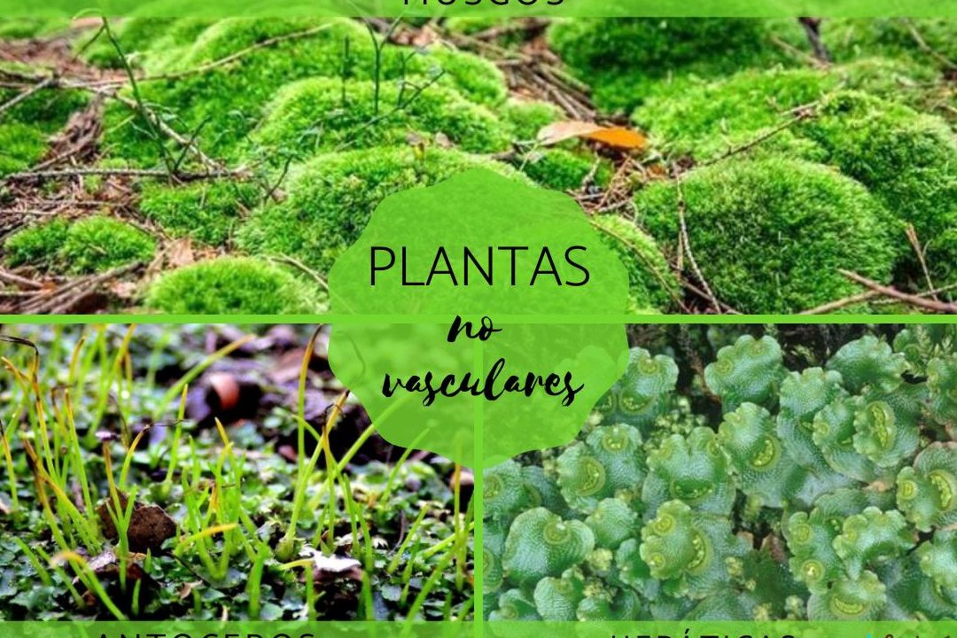 las plantas sin raiz plantas sin vasos conductores un vistazo a las plantas no vasculares