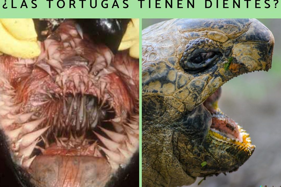 las tortugas tienen dientes que hay dentro de la boca de una tortuga 1