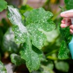 leche en las plantas que pasa si riegas una planta con leche
