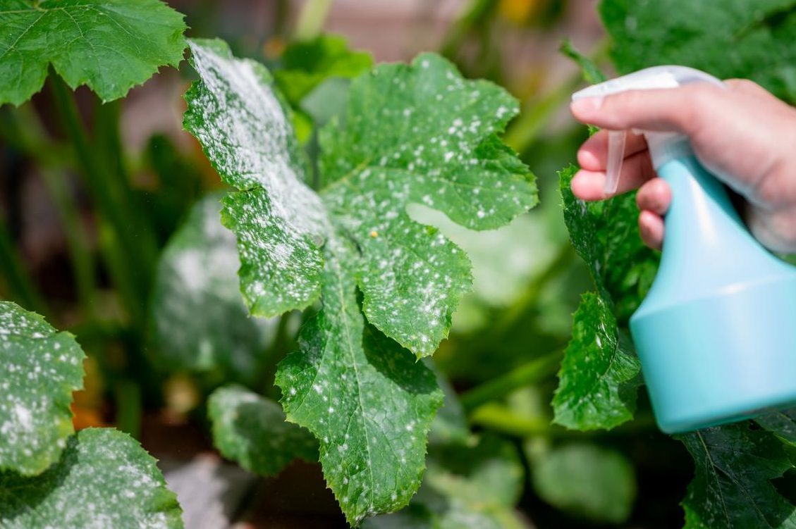leche en las plantas que pasa si riegas una planta con leche